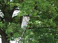 DSCF0299_JPG